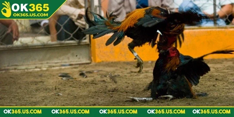 da-ga-peru-ok365-ren-luyen-ky-thuat
