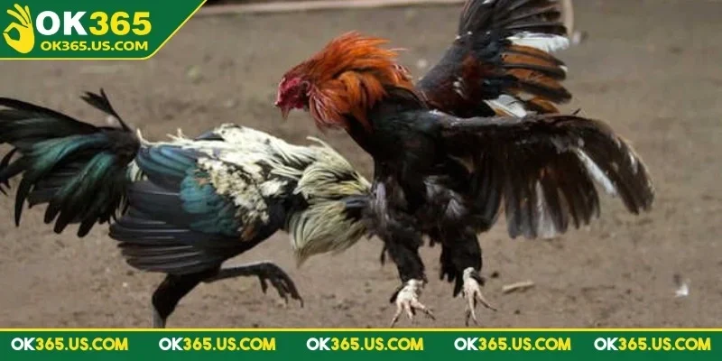 da-ga-thomo-ok365-luat-choi