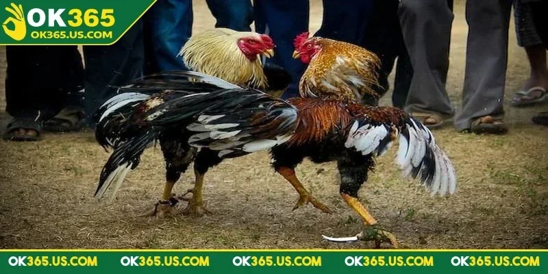 da-ga-ok365-cua-dao